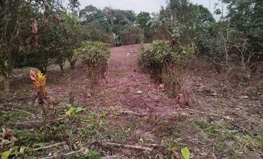 VENTA DOS LOTES TERRENOS 3803 m2, PEDRO VICENTE MALDONADO, ANDOAS