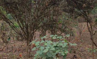 VENTA DOS LOTES TERRENOS 3803 m2, PEDRO VICENTE MALDONADO, ANDOAS