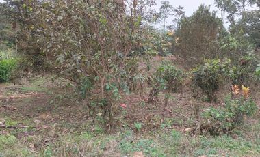 VENTA DOS LOTES TERRENOS 3803 m2, PEDRO VICENTE MALDONADO, ANDOAS