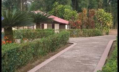 VENTA DOS LOTES TERRENOS 3803 m2, PEDRO VICENTE MALDONADO, ANDOAS