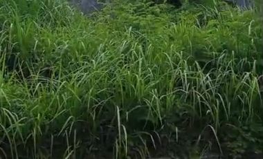 TANAH SIAP BANGUN KALIPANCUR NGALIYAN