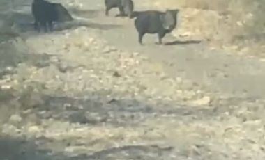 Rancho Ganadero en venta