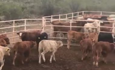 Rancho Ganadero en venta