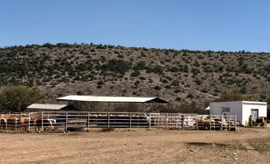 Rancho Ganadero en venta
