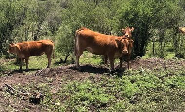 Rancho Ganadero en venta