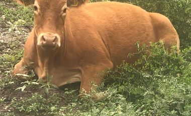 Rancho Ganadero en venta