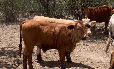 Rancho Ganadero en venta