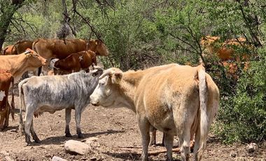 Rancho Ganadero en venta