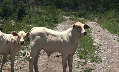 Rancho Ganadero en venta