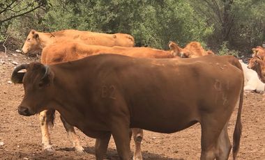 Rancho Ganadero en venta