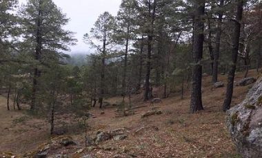 Rancho en Venta en Valparaíso, Zacatecas, cuenta con 100 hectáreas