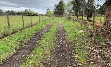 Se vende parcela agrícola 3,59 ha en la comuna de Pelarco