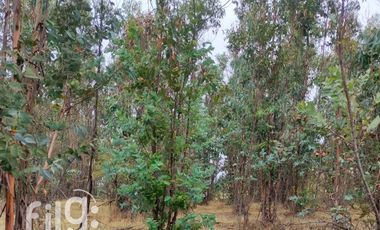 Venta de Terreno en San Nicolás, Naturaleza y Tranquilidad