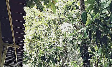 Casa Residencial Estilo Quinta