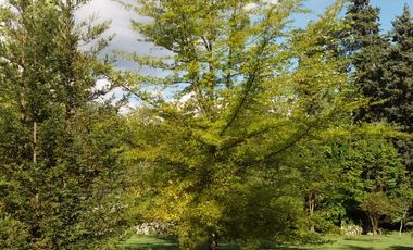 PAINE OPORTUNIDAD VENTA DOS CASAS EN GRAN PARCELA CON PARQUE