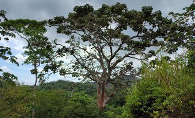 FINCA DE 1 HS EN EL SECTOR DEL PARQUE TAYRONA SANTA MARTA.