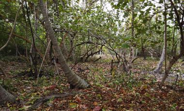 se vende lote de playa tayrona quebrada Valencia