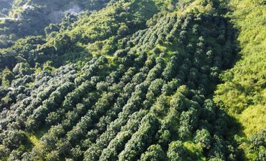 se vende finca en minca