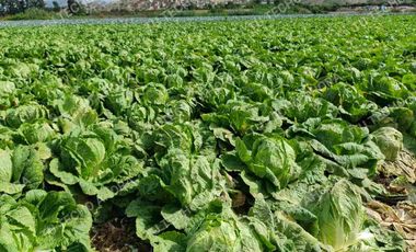 14,000 Metros cuadrados en Venta - Huaral.