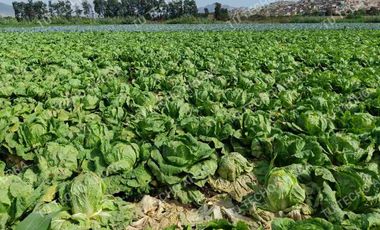 14,000 Metros cuadrados en Venta - Huaral.