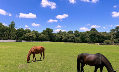 El Cortijo de Mendoza en venta, una joya del sur de la CDMX