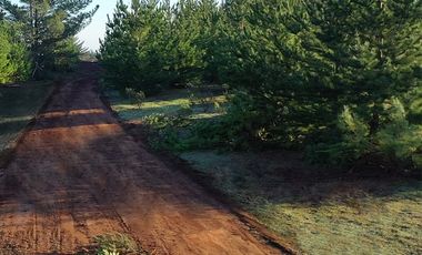 Parcela Forestal Agrícola 5.000m2, Panilonco Paredones