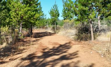 Parcela Forestal Agrícola 5.000m2, Panilonco Paredones