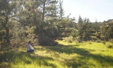 Parcela Forestal Agrícola 5.000m2, Panilonco Paredones