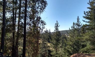 Parcela Forestal Agrícola 5.000m2, Panilonco Paredones