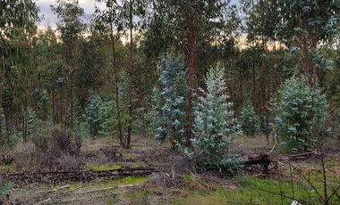 Parcela Forestal Agrícola 5.000m2, Panilonco Paredones