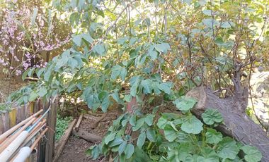 Gran Oportunidad de Inversión – Terreno con 3 Casas y Árboles Frutales en Playa Ancha, Valparaíso