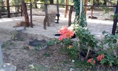 VENDO FINCA EN BARANOA DE 1 HECTAREA CON ARBOLES FRUTALES