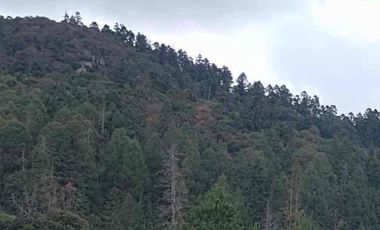 104 Hectáreas de bosque (40 pesos x metro)