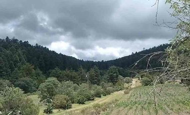 104 Hectáreas de bosque (40 pesos x metro)
