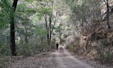 104 Hectáreas de bosque (40 pesos x metro)