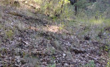 104 Hectáreas de bosque (40 pesos x metro)
