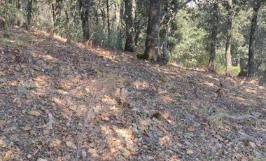 104 Hectáreas de bosque (40 pesos x metro)