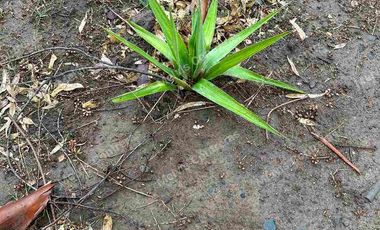 Se vende terreno de 5.000 mt. en Cuaquenes. Santa Elena. Cercano a la Ciudad. Región del Maule. Tiene Rol Propio y se puede hacer su pozo para la toma de agua. Comisión de corretaje de 1.000.000 de pesos.