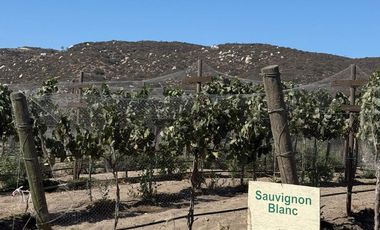 Rancho En VENTA Con Producción De Uva, Ubicado En San Quintín