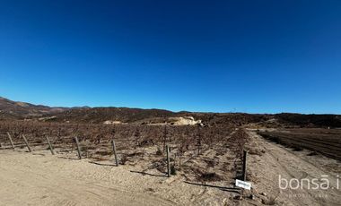 Rancho En VENTA Con Producción De Uva, Ubicado En San Quintín