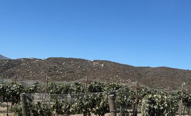 Rancho En VENTA Con Producción De Uva, Ubicado En San Quintín