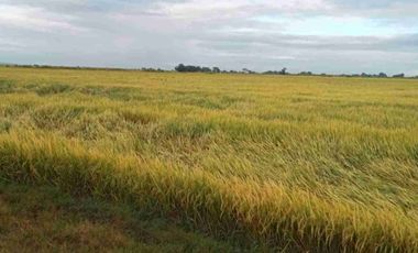 Nueva Ecjia, 1000-4000 hectares rice land for sale