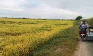 Nueva Ecjia, 1000-4000 hectares rice land for sale
