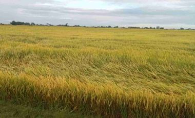 Nueva Ecjia, 1000-4000 hectares rice land for sale