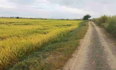 Nueva Ecjia, 1000-4000 hectares rice land for sale
