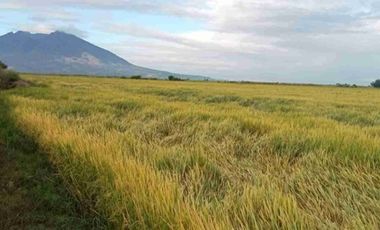 Nueva Ecjia, 1000-4000 hectares rice land for sale