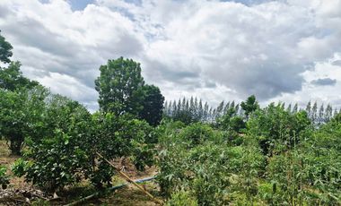 GREAT LAND WORTH EVERY PENNY! GARDEN HOME ON 6 RAI OF PRIME LAND BY THE RIVER KWAI YAI IN THE HEART OF KANCHANABURI!!!