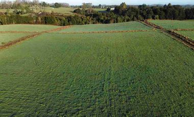 Vende 2 parcelas  Totalmente planas y limpias  de 5.000.M2 a 15 minutos de Aeropuerto El Tepual Puerto Montt.