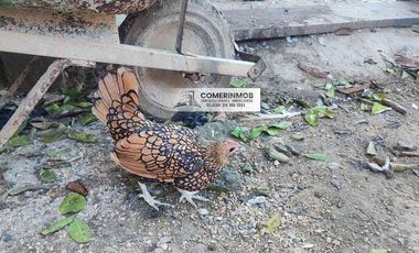 CÓD. 1262. HERMOSA FINCA A ORILLA DE CARRETERA A LA VENTA EN VILLANUEVA, BOLÍVAR.