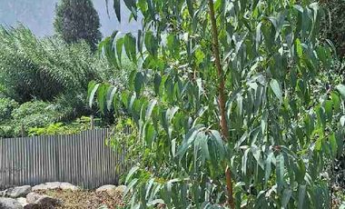 VENTA TERRENO SANTA EULALIA 486 M2 $65 000